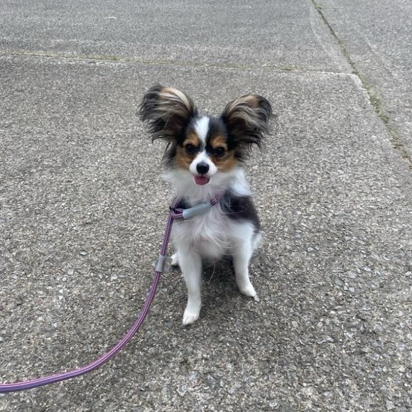 Meet your Posher, Nancy - Picture 4 of 6